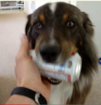 Hond Murdock haalt bier